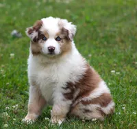 Maggie May, a female Australian Shepherd for sale in Cookeville, TN – 9 of 10