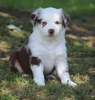 Roxy, a female Australian Shepherd for sale in Cookeville, TN – 9 of 10