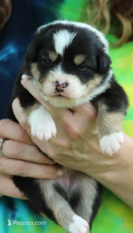 Jackie – Australian Shepherd puppy for sale in Cookeville, TN