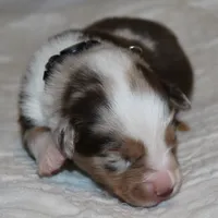 Alex, a male Australian Shepherd for sale in Cookeville, TN – 4 of 9