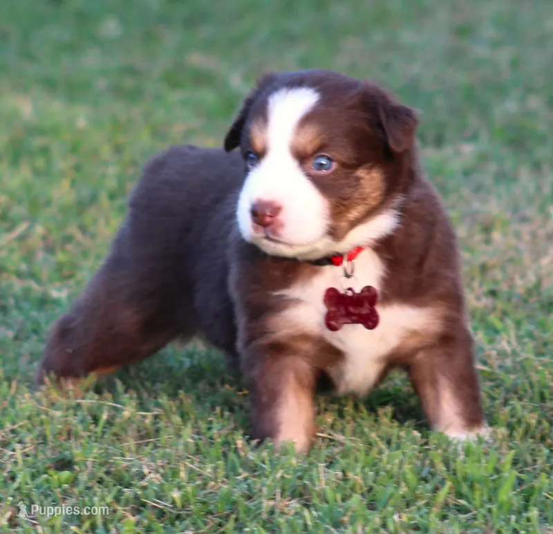 Ryder – Australian Shepherd puppy for sale in Cookeville, TN