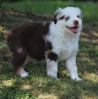 Roxy, a female Australian Shepherd for sale in Cookeville, TN – 4 of 10