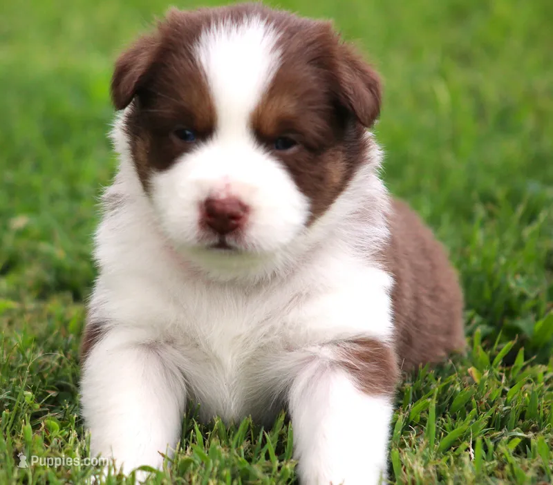Pearl – Australian Shepherd puppy for sale in Cookeville, TN
