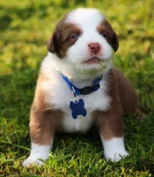 Shane, a male Australian Shepherd for sale in Cookeville, TN – 3 of 10
