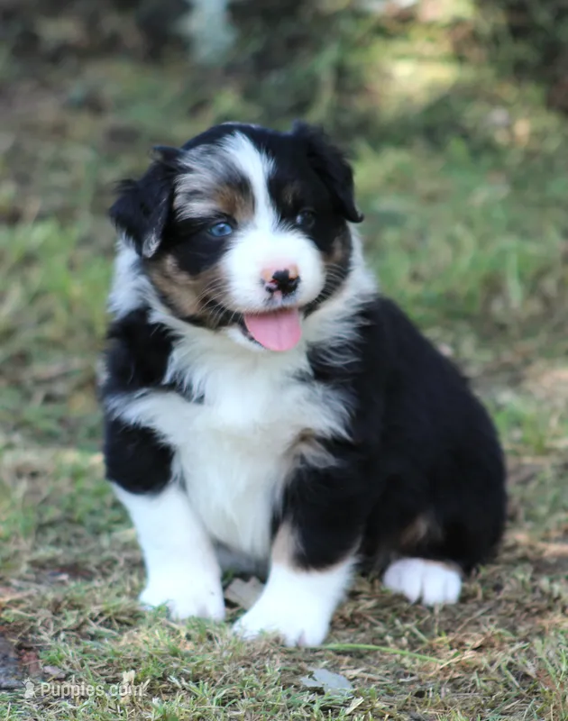 Dixie – Australian Shepherd puppy for sale in Cookeville, TN