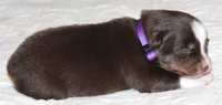 Gracie, a female Australian Shepherd for sale in Cookeville, TN – 6 of 8