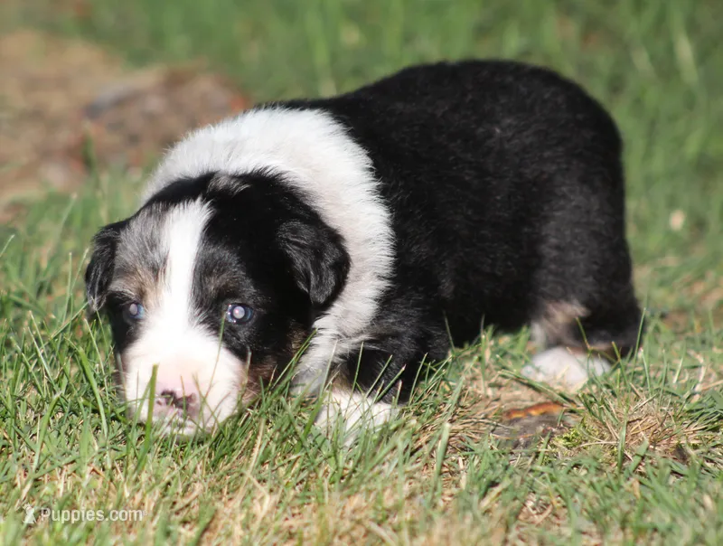 Dixie – Australian Shepherd puppy for sale in Cookeville, TN