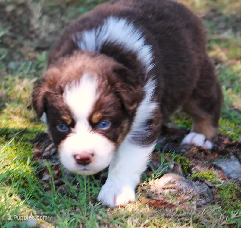 Rebel – Australian Shepherd puppy for sale in Cookeville, TN