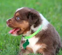 Kinsey, a female Australian Shepherd for sale in Cookeville, TN – 4 of 10