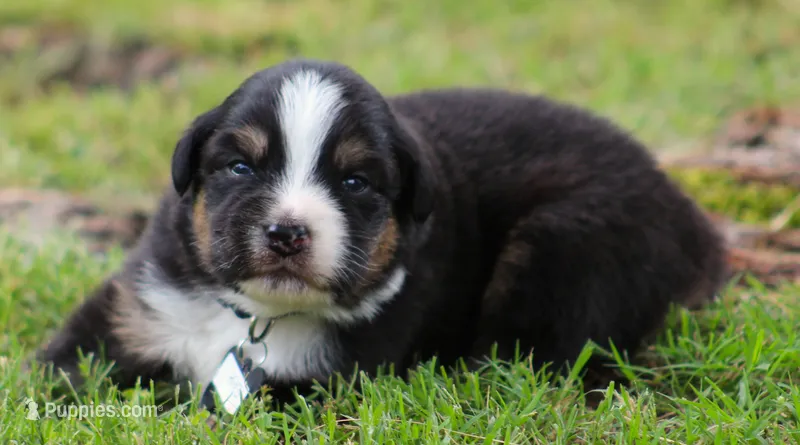 Flash – Australian Shepherd puppy for sale in Cookeville, TN