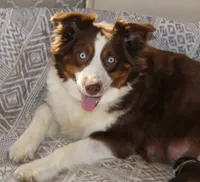 Shane, a male Australian Shepherd for sale in Cookeville, TN – 10 of 10