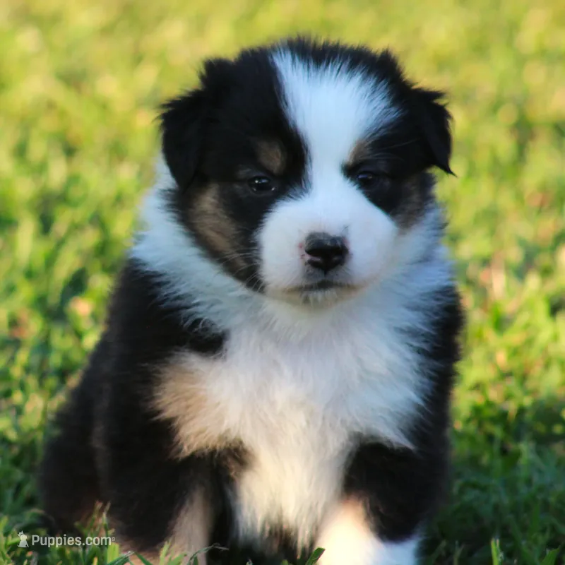 Jenna – Australian Shepherd puppy for sale in Cookeville, TN