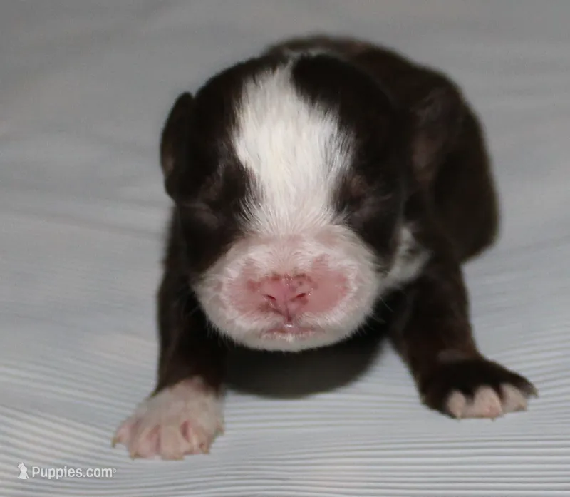 Piper – Australian Shepherd puppy for sale in Cookeville, TN