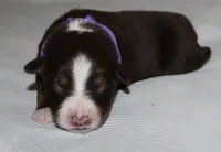 Sunny, a female Australian Shepherd for sale in Cookeville, TN – 2 of 10