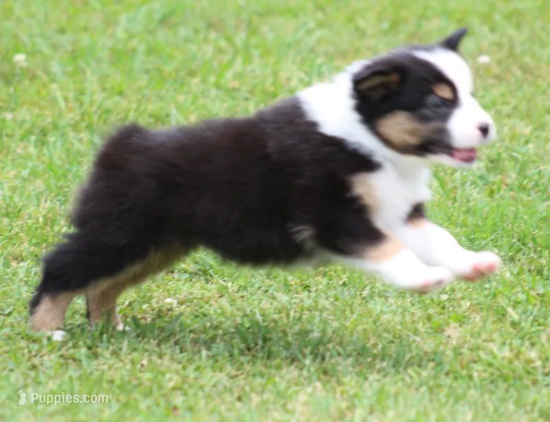 Jenna – Australian Shepherd puppy for sale in Cookeville, TN