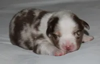 Cody, a male Australian Shepherd for sale in Cookeville, TN – 3 of 9