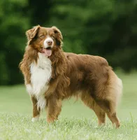 Shane, a male Australian Shepherd for sale in Cookeville, TN – 9 of 10