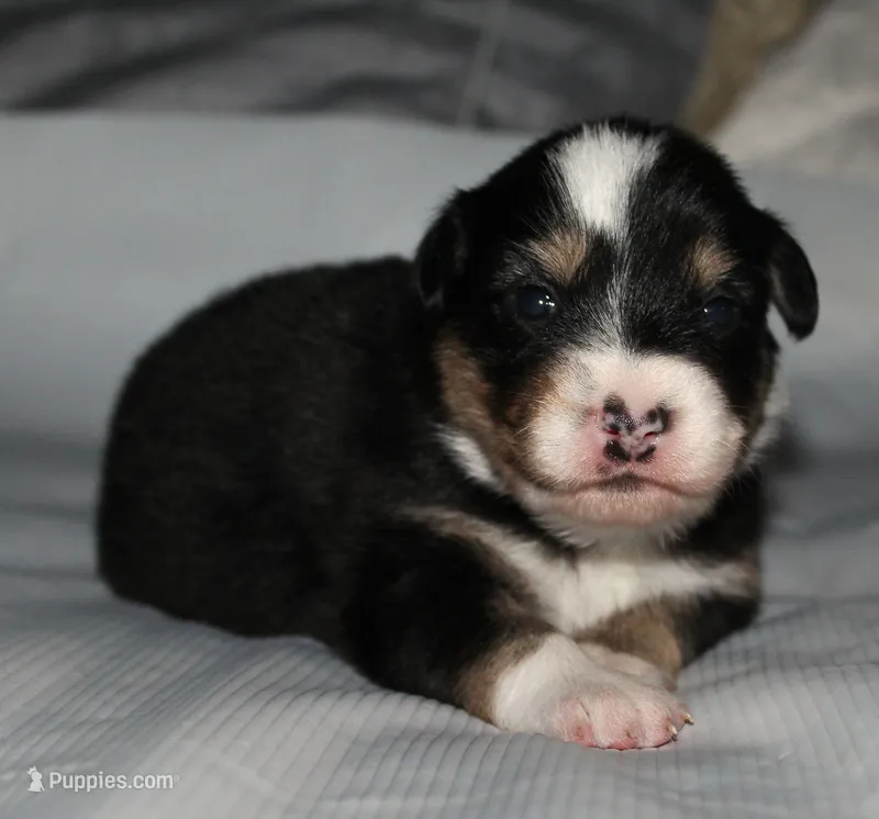 Flash – Australian Shepherd puppy for sale in Cookeville, TN