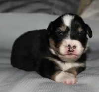 Flash, a male Australian Shepherd for sale in Cookeville, TN – 1 of 8