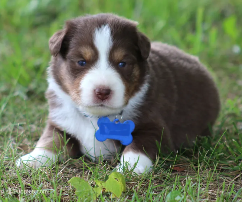 Whiskey – Australian Shepherd puppy for sale in Cookeville, TN
