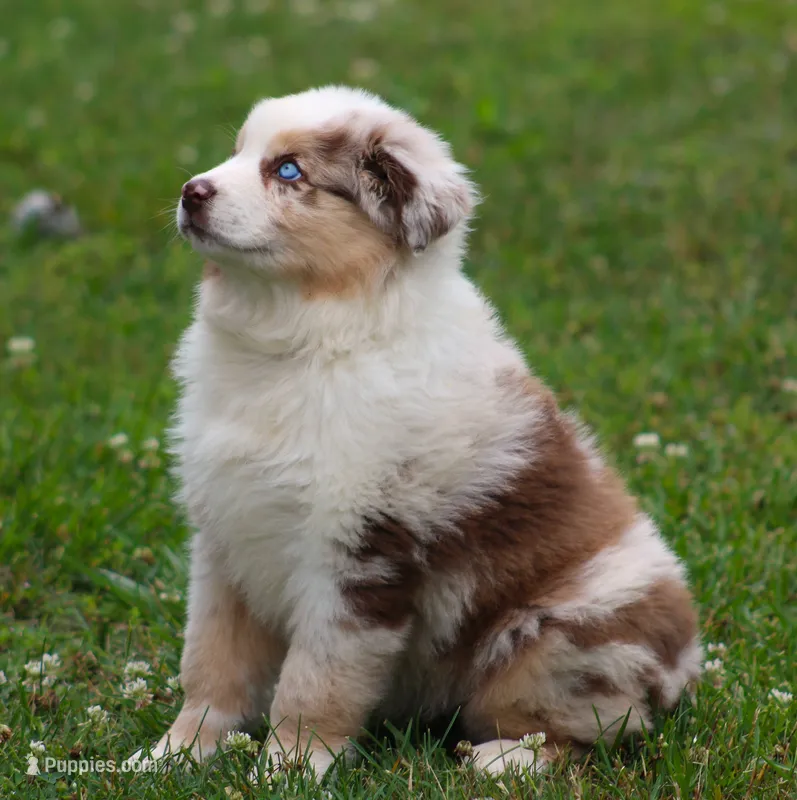 Maggie May – Australian Shepherd puppy for sale in Cookeville, TN