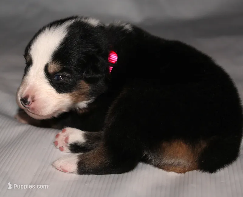 Lindsay – Australian Shepherd puppy for sale in Cookeville, TN