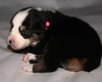 Lindsay, a female Australian Shepherd for sale in Cookeville, TN – 1 of 5