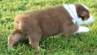 Shane, a male Australian Shepherd for sale in Cookeville, TN – 5 of 10