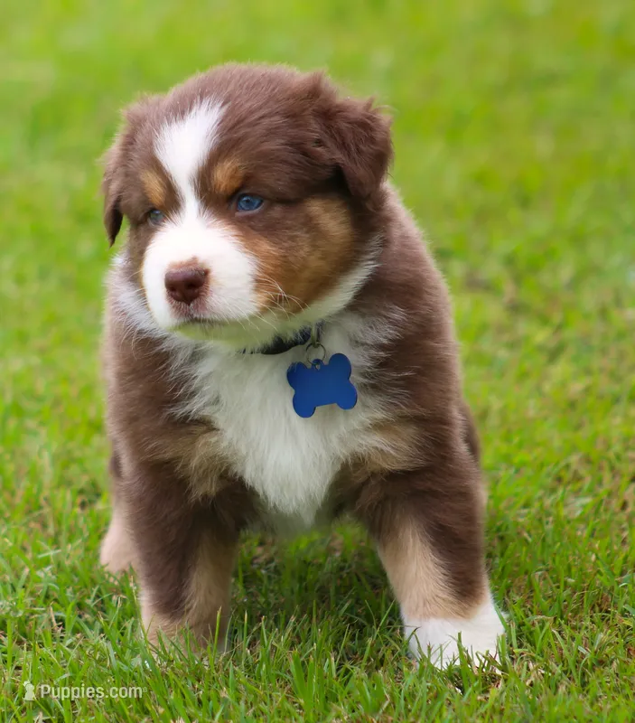 Whiskey – Australian Shepherd puppy for sale in Cookeville, TN
