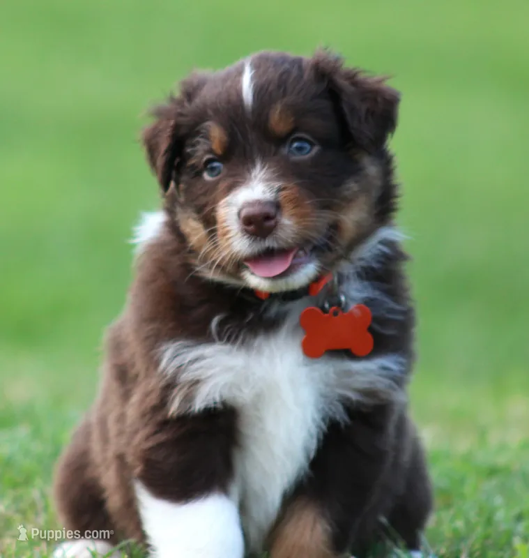 Asher – Australian Shepherd puppy for sale in Cookeville, TN