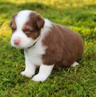 Scout, a male Australian Shepherd for sale in Cookeville, TN – 6 of 9