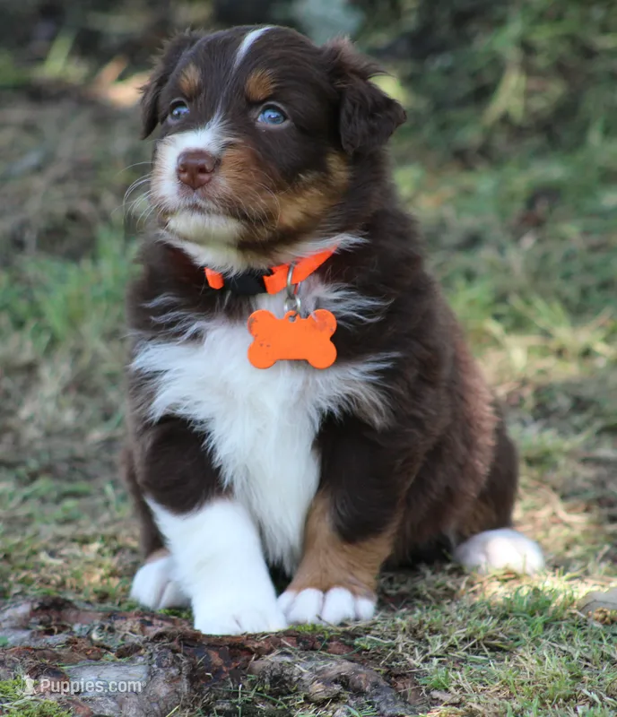 Asher – Australian Shepherd puppy for sale in Cookeville, TN
