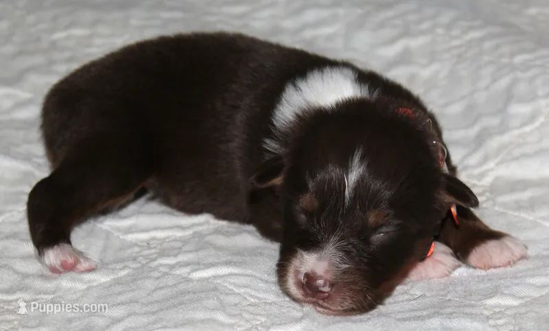 Asher, a male Australian Shepherd for sale in Cookeville, TN – 1 of 8