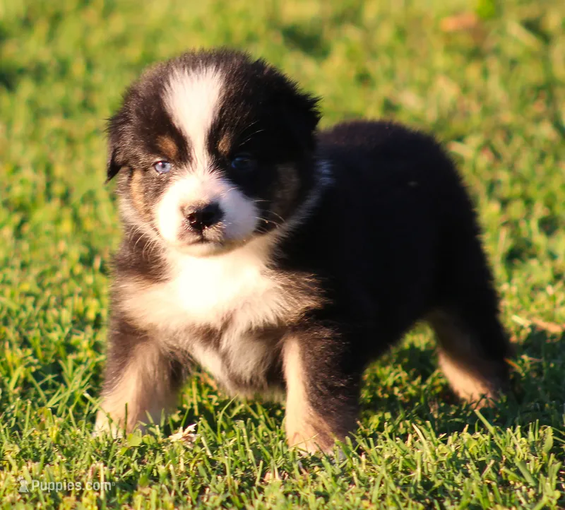 Layla – Australian Shepherd puppy for sale in Cookeville, TN
