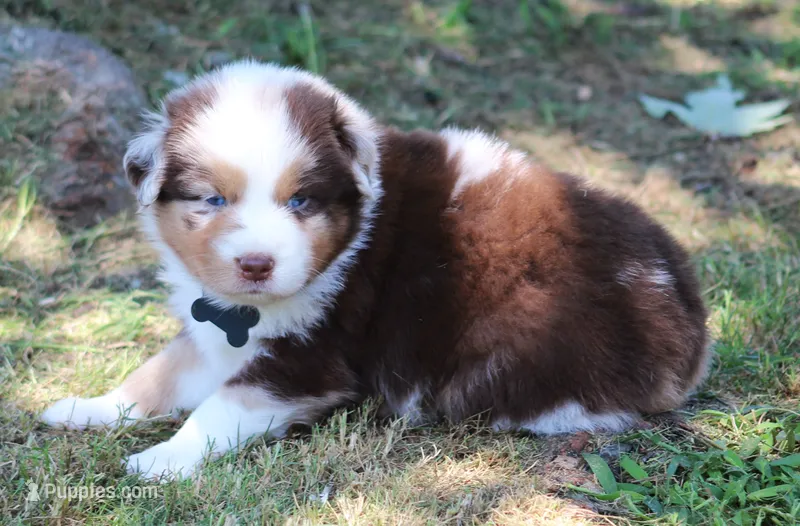 Alex – Australian Shepherd puppy for sale in Cookeville, TN