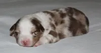 Cody, a male Australian Shepherd for sale in Cookeville, TN – 8 of 9