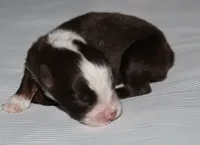 Piper, a female Australian Shepherd for sale in Cookeville, TN – 7 of 8