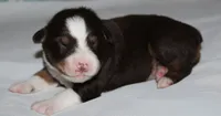 Harlie, a female Australian Shepherd for sale in Cookeville, TN – 6 of 10