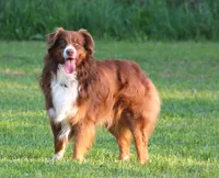 Gracie, a female Australian Shepherd for sale in Cookeville, TN – 8 of 8