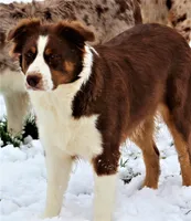 Kinsey, a female Australian Shepherd for sale in Cookeville, TN – 10 of 10