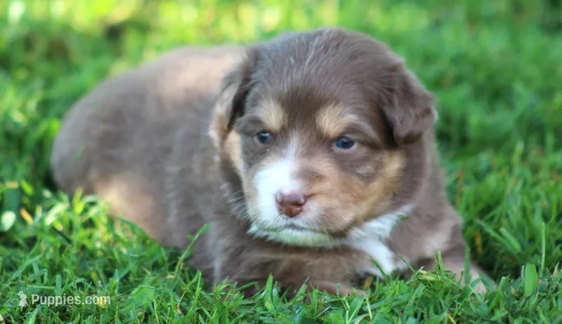 Harper – Australian Shepherd puppy for sale in Cookeville, TN