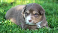 Harper, a female Australian Shepherd for sale in Cookeville, TN – 1 of 7