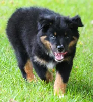 Jackson, a male Australian Shepherd for sale in Cookeville, TN – 5 of 9