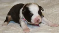 Charlotte, a female Australian Shepherd for sale in Cookeville, TN – 2 of 10