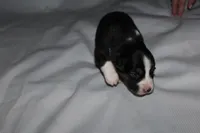 Ella, a female Australian Shepherd for sale in Cookeville, TN – 3 of 3