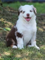 Roxy, a female Australian Shepherd for sale in Cookeville, TN – 7 of 10