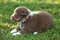 springer, a male Australian Shepherd for sale in Cookeville, TN – 6 of 9