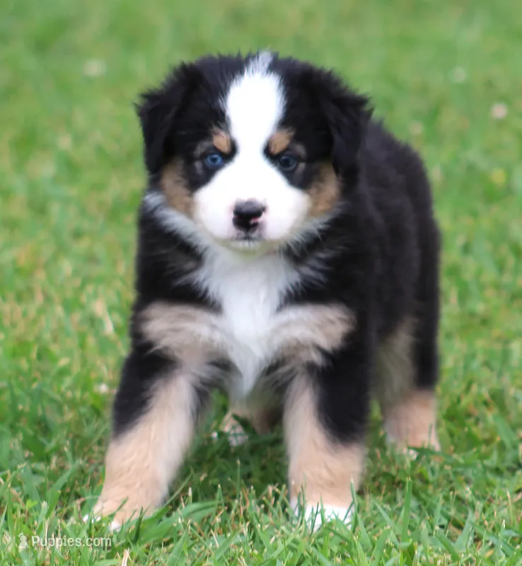 Lindsay – Australian Shepherd puppy for sale in Cookeville, TN