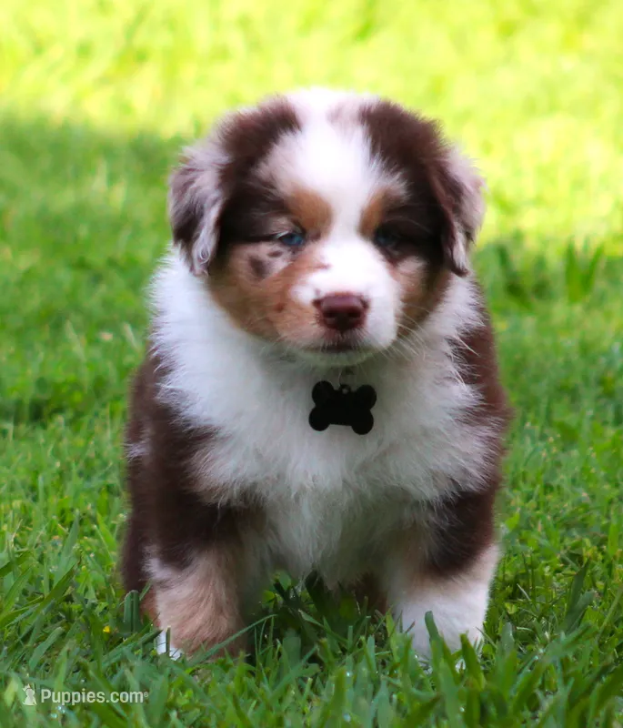 Alex – Australian Shepherd puppy for sale in Cookeville, TN