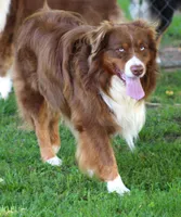 Dawn, a female Australian Shepherd for sale in Cookeville, TN – Photo 10 of 10